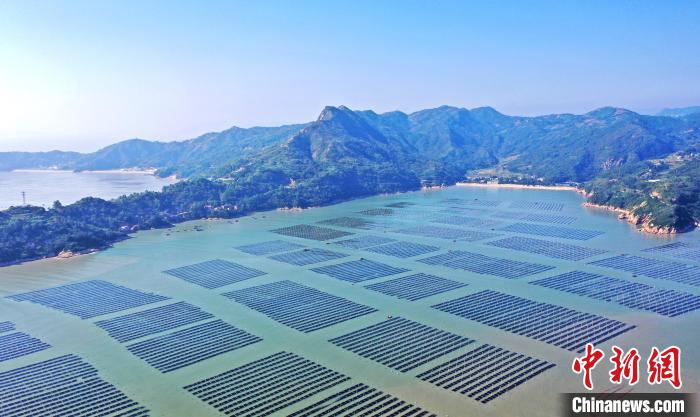 低空2024| 低空经济：福建福鼎：万亩紫菜迎丰收 生产加工赶订单